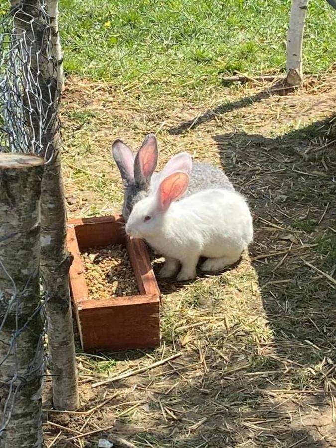 Domek Na Uboczu Gryfów Śląski エクステリア 写真